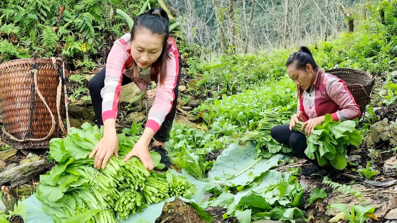 Harvesting Fresh Lettuce and Green Vegetables Early Morning to Sell at the Local Market
