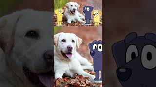 Bluey characters with their real life dog selves.