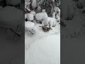 My dog in the aftermath of the blizzard.