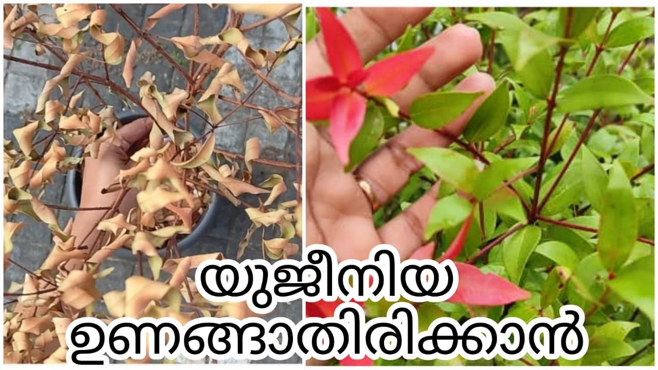Eugenia care and propagation/ യുജീനിയ ഉണങ്ങാതിരിക്കാൻ ചെയ്യേണ്ട കാര്യങ്ങൾ