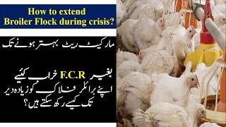 How Can You Save Broiler Flock During Crisis Griffin Poultry