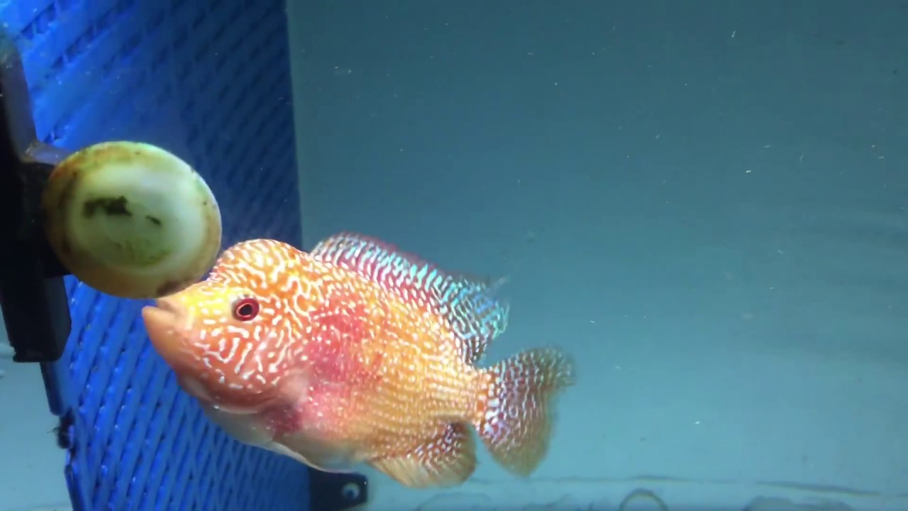 Malaysia Kamfamalau Fader Flowerhorn YouTube