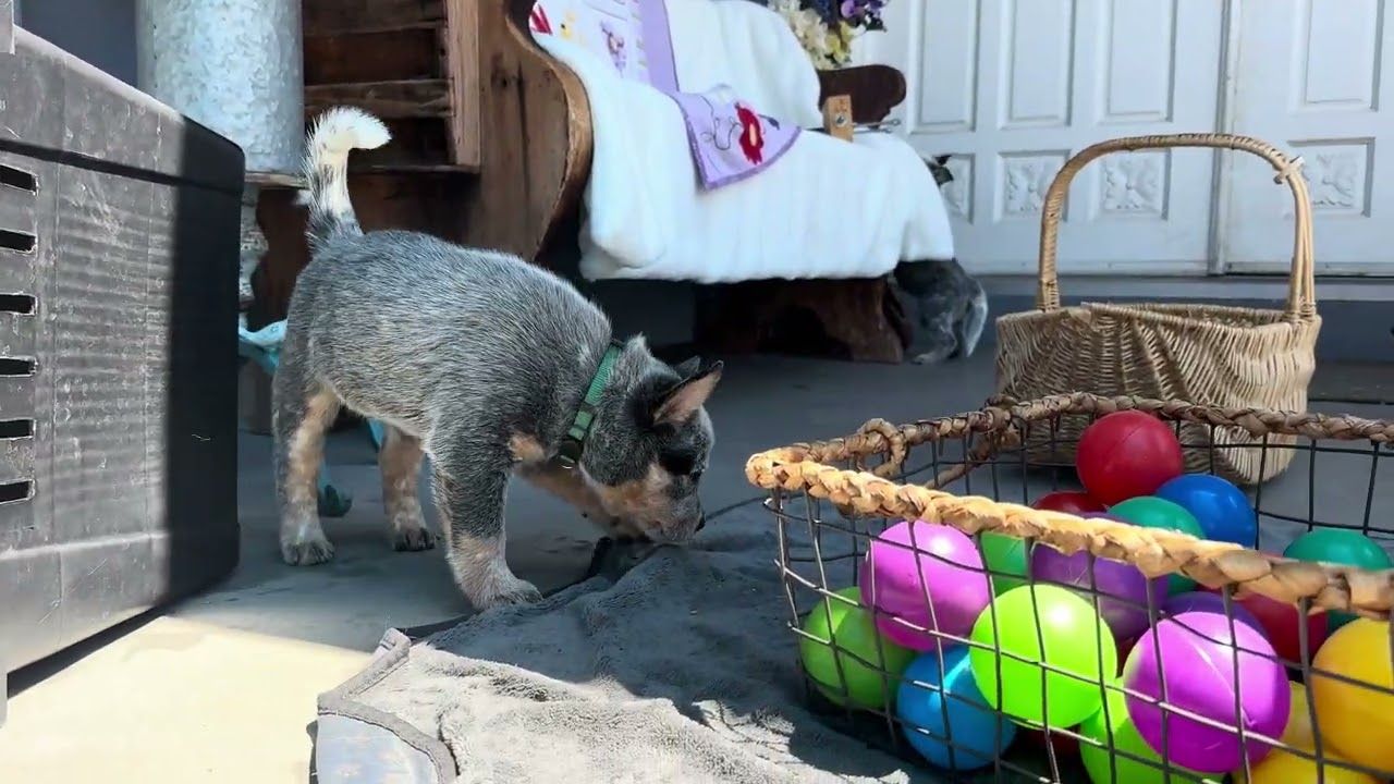 Puppies play play play