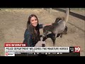 Cleveland Police Mounted Unit welcomes a miniature pony duo