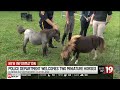 Cleveland Police Mounted Unit welcomes a miniature pony duo