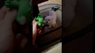 2 Miesięczny Maltańczyk W Akcji D Szczekanie Ńczyk