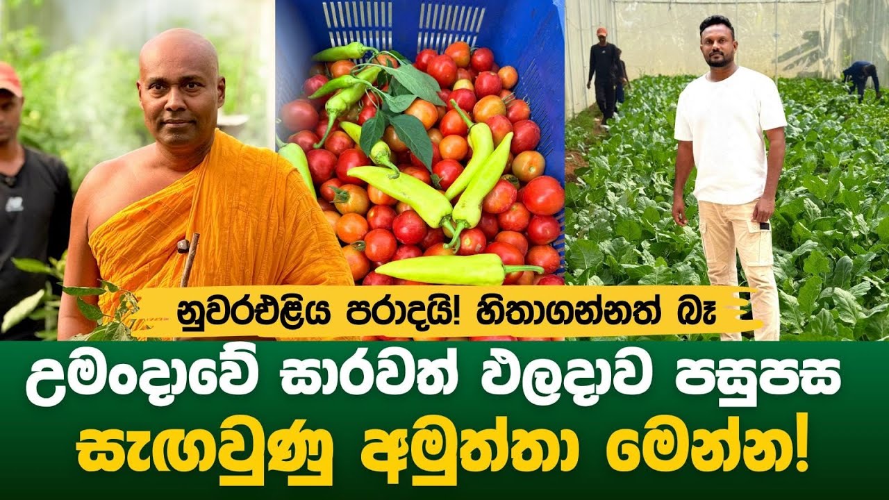 උමංදාවේ සාරවත් ඵලදාව පසුපස සැඟවුණු අමුත්තා මෙන්න!