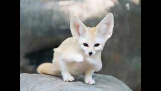 Funnybot Kazy Kreatons Kruptkomedy