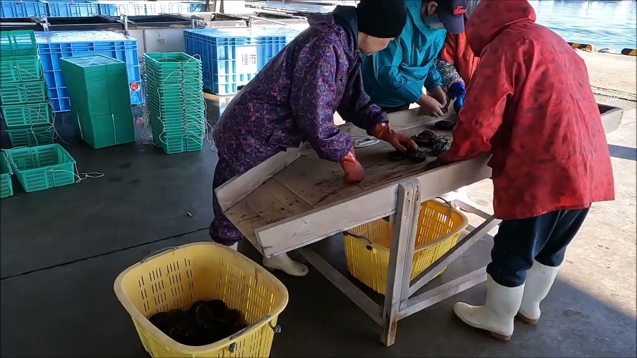 洋野町 アワビ漁2025 種市漁港・水揚げ編