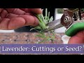 Lavender: Grow from Seed or Cutting