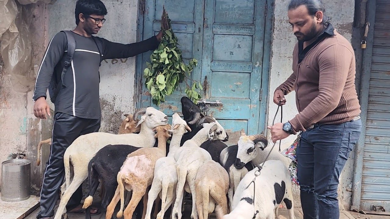 Machaa Top Colour Rampuri Mende Saste Rate Main | Machaa Livestock Mumbai ...