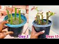 Grow Rose From Cuttings