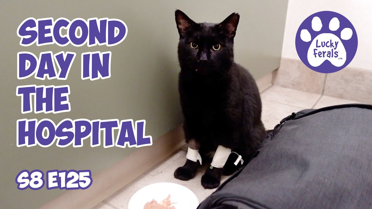 My Cat's Second Day In The Animal Hospital, Boo - Lucky Ferals S8 E125 Cat Family Vlog