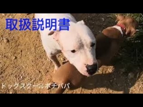 ナショジオdvd ザ カリスマ ドッグトレーナー シーザー ミランの解決 子犬トラブル Youtube