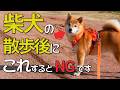 柴犬の散歩後→これやめてください。