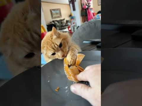 Greedy Cat 