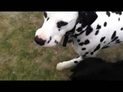 how-to-train-your-dog-to-heel-and-walk-on-leash