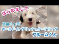 大型犬カフェGRAND MOU《ぐらんむー》 がライブ配信中！