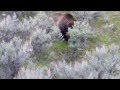 Grizzly attacking and eating newborn Elk Calf