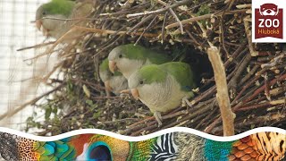 Papouščí voliéra v novém