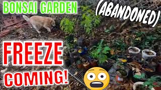 Free Bonsai Trees - Come Get Em Local Viewers Abandoned