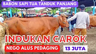 13 juta !!! Review harga sapi indukan tua carok tanduk panjang dan sapi indukan pedaging