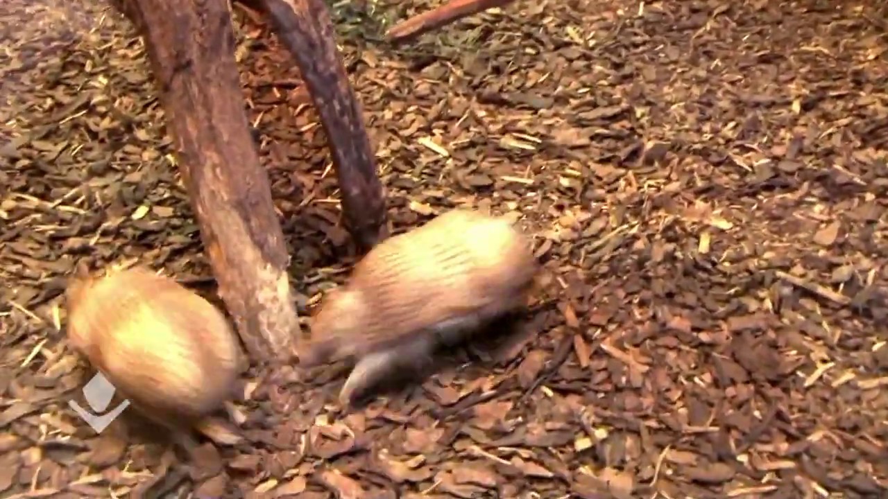 ARMADILLO RACING YouTube