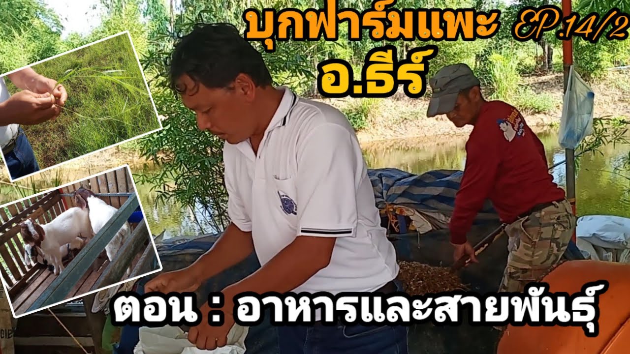 อาหารแพะสูตรพิเศษ ศึกษาสายพันธุ์แพะอย่างละเอียด โดย อ ธีร์ EP. 02 เกษตรพาเพลิน TH