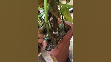 Lưu ý cho mọi người khi trồng hoa thược dược #nhavuonthangan #nhavuonanthang #xuhuong #hoatet #hoad