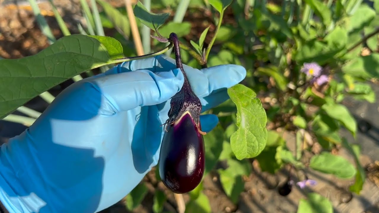 Do This If Your Eggplant Is Failing and Wilting to Help It Recover