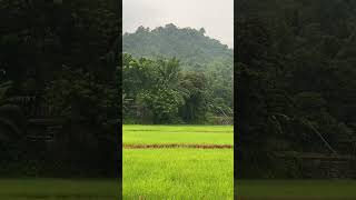 📍Kulay Berde #green #countryside #rural #landscape #fields #fyp #shorts