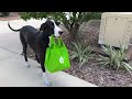 Proud Great Dane Delivers Publix Grocery Goodies To Cat &amp; Dog