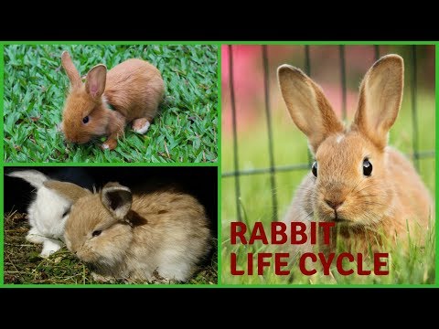 वीडियो: खरगोश कब तक रहते हैं? - पालतू खरगोश का जीवनकाल