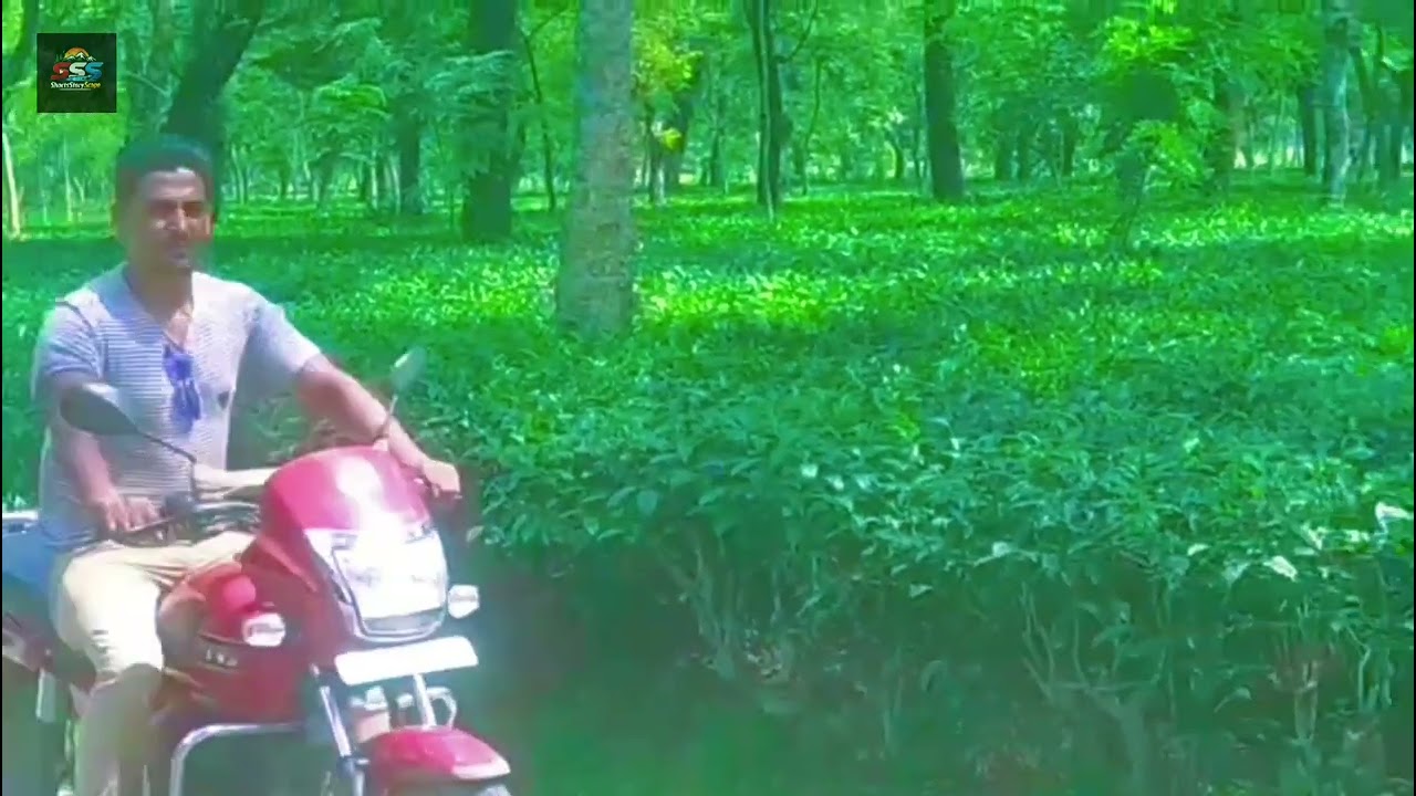 Feel the Calm 🍃 Jaflong Tea Garden Shorts