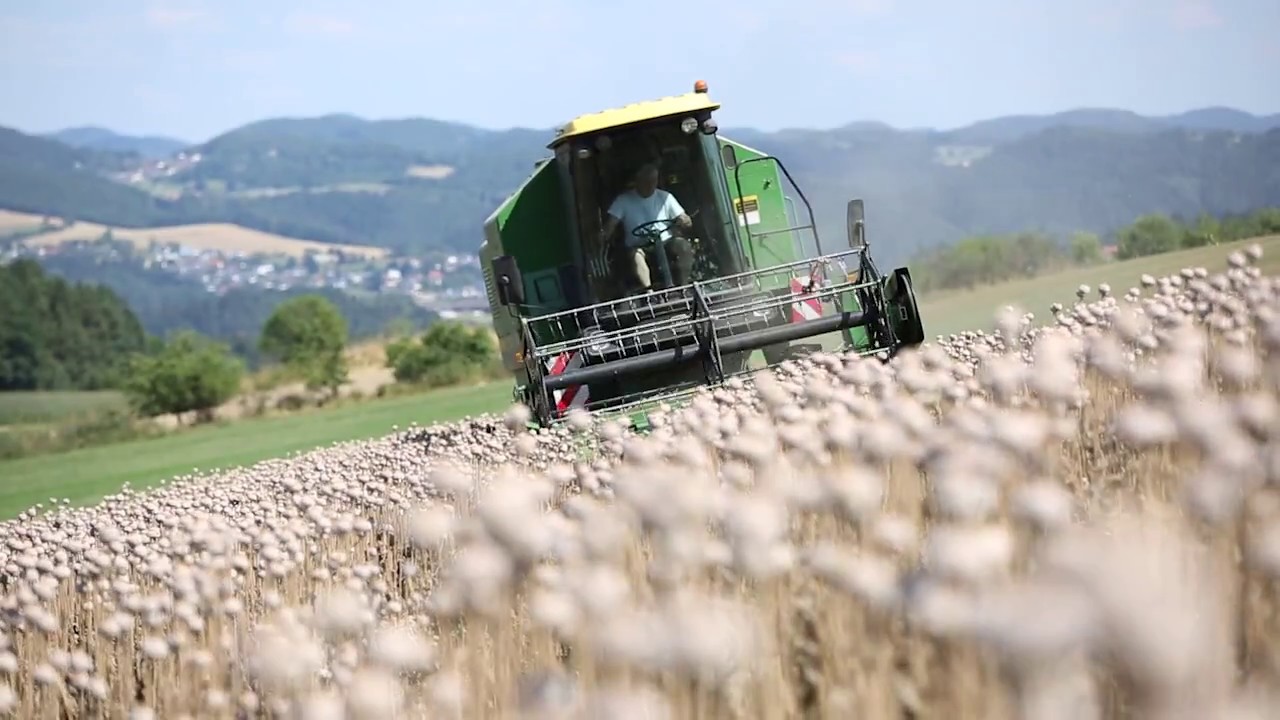 Mohnvielfalt im Mühlviertel