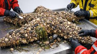 Giant Sea Star ASMR Cleaning | Removing Barnacles, Mollusks &amp; Ocean Debris