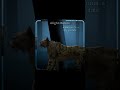 У меня новый водяной знак:D #вилдкрафт #wildcraft #edit