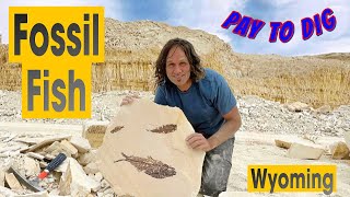 Some of the BEST Fossil Fish on Earth found here!