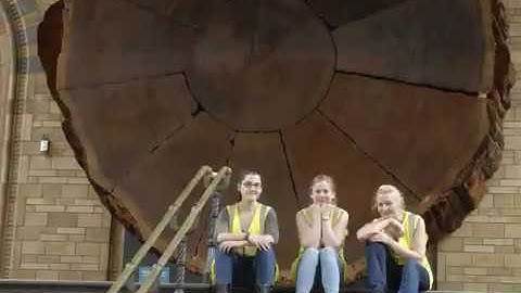 Conserving the Giant Sequoia at the Natural History Museum