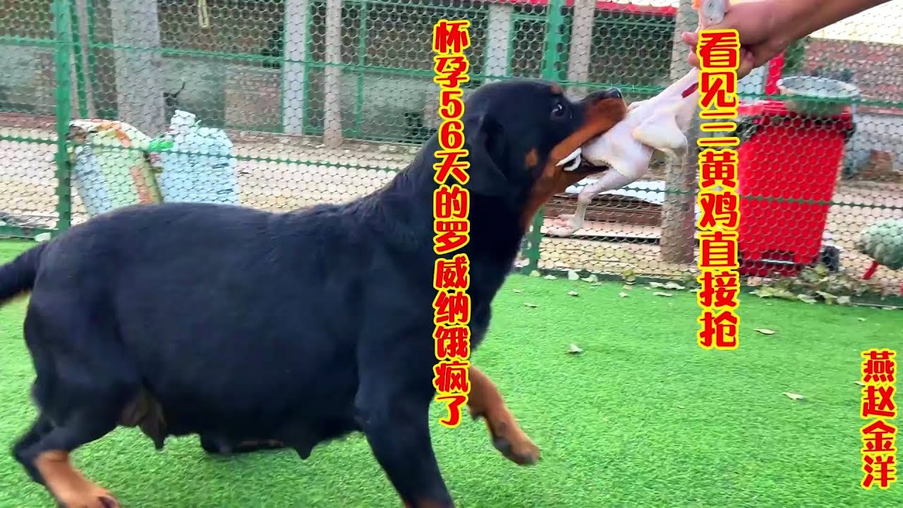 怀孕56天的罗威纳饿疯了，见三黄鸡直接抢，一口气吃完真过瘾