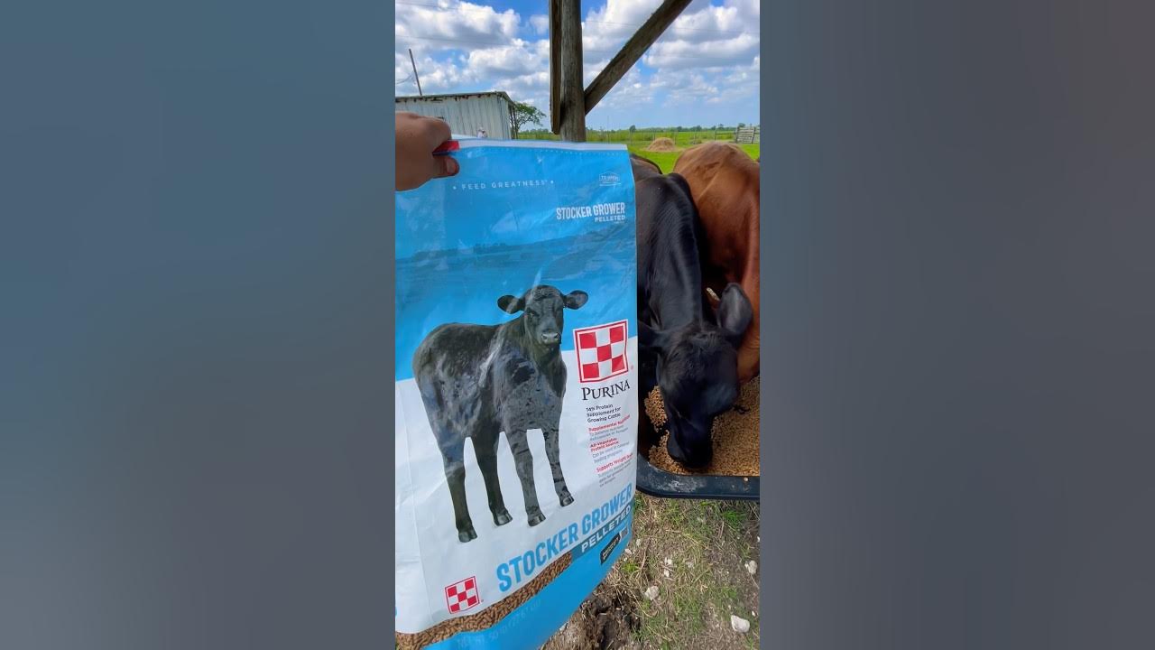 Purina cattle Stocker grower trying new feed YouTube