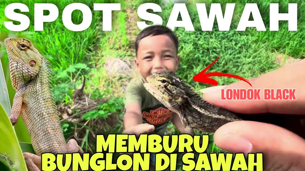 Memburu bunglon taman di sawah | Dapet londok sedang kawin..!!!