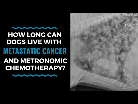 How Long Can Dogs Live With Metastatic Cancer and Metronomic Chemotherapy? Vlog 105