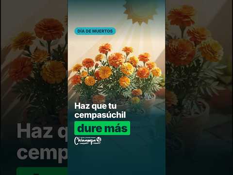 Video: cómo cuidar tu cempasúchil