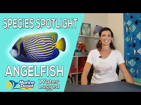 Video: ¿Son seguros los arrecifes de Flame Angels?