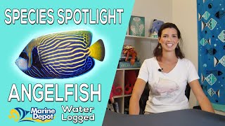 Are Angelfish Reefsafe Species Spotlight with Hilary