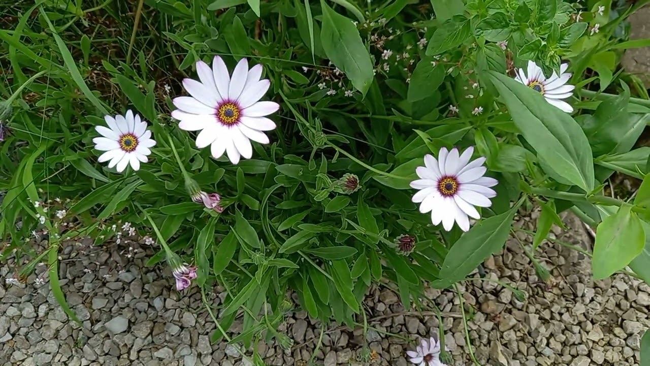 Serene White African Daisies with Calming Music