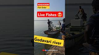 🤩 గోదావరి Pandugappa Snapper వేలం #reels #viral #video #shorts #shortsfeed #fish #youtubeshorts #fun