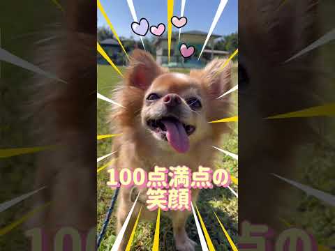 わんちゃん紹介【チワワ　こころちゃん】