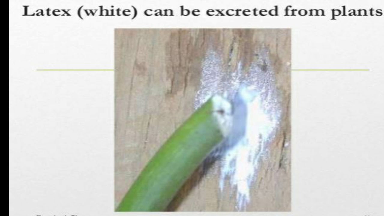 Excretion in plants YouTube